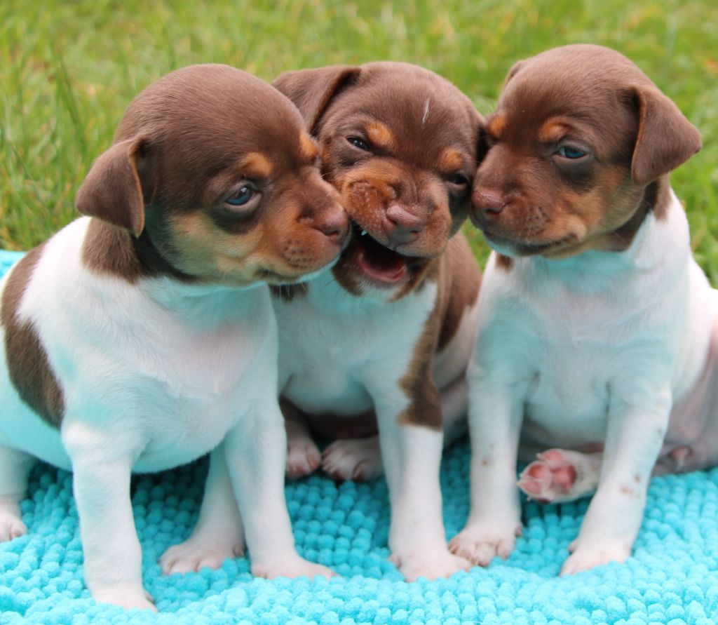 Do Terra Yemanja - Un mois de bonheur avec nos chiots