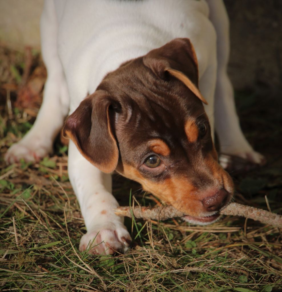 Do Terra Yemanja - Chiot disponible  - Terrier Bresilien