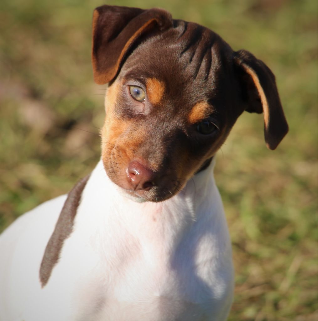 Do Terra Yemanja - Chiot disponible  - Terrier Bresilien