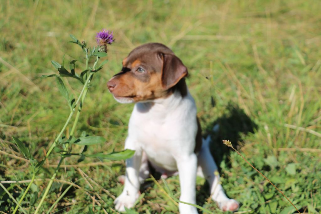 Do Terra Yemanja - Chiot disponible  - Terrier Bresilien